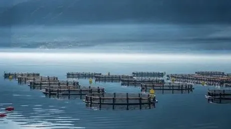 تربية الأحياء المائية البحرية